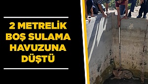 2 Metrelik Sulama Havuzuna Düştü