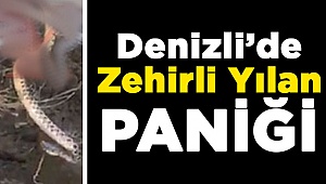 Denizli'de Zehirli Engerek Görüldü