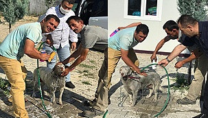 Kavurucu sıcaklarda can dostlar unutulmadı