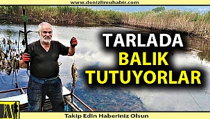 Tarlada balık keyfi
