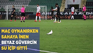 Maç oynanırken sahaya inen beyaz güvercin su içip gitti