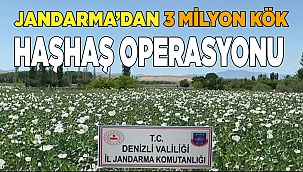 Denizli jandarması 3.8 milyon adet kök haşhaş ele geçirdi