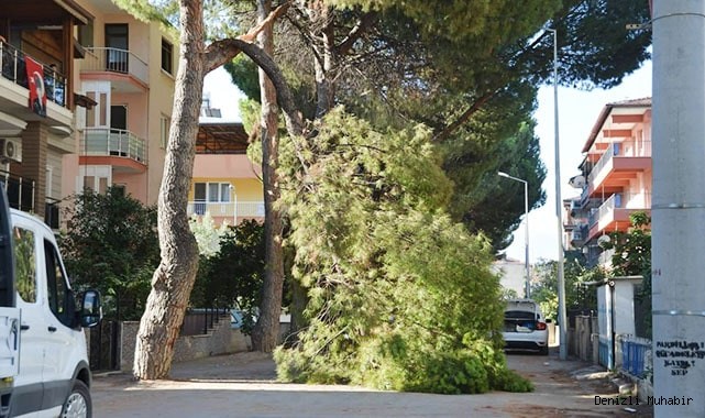 Yaşlı çam ağacı sokağa devrildi