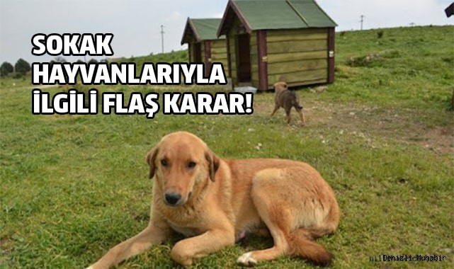 Sokak hayvanlarıyla ilgili flaş karar!