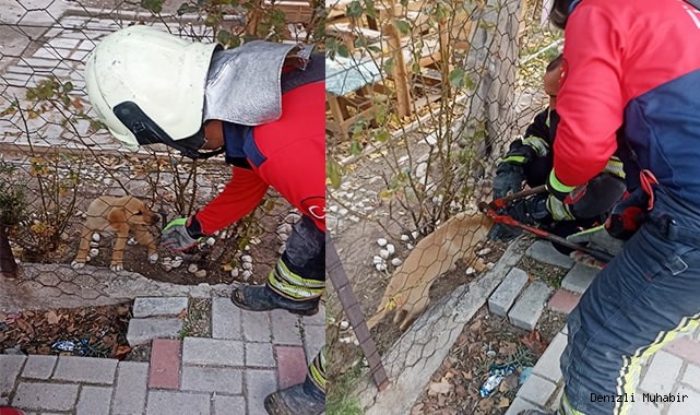 Tel örgüsüne başı sıkışan yavru köpeği itfaiye kurtardı