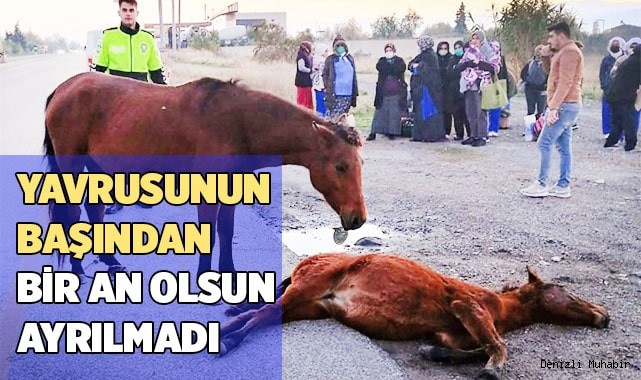 Yavrusunun başından bir an olsun ayrılmadı