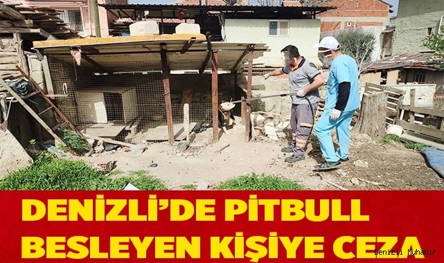 Denizli’de pitbull besleyen kişiye ceza