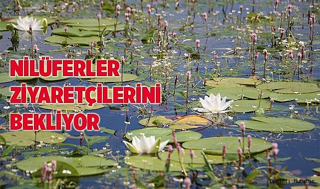 Işıklı Gölü, nilüfer tarlasına döndü