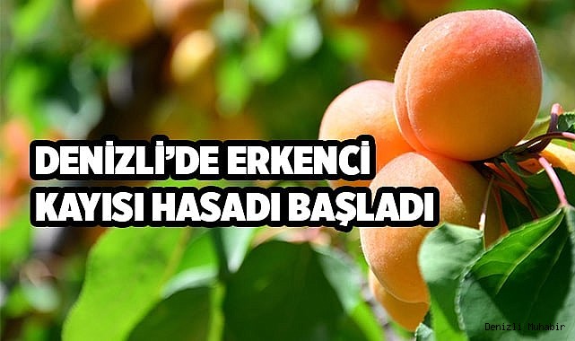 Denizli’de erkenci kayısı hasadı başladı