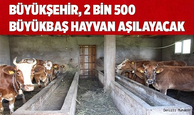 2 bin 500 büyükbaş hayvana BVD/MD aşısı