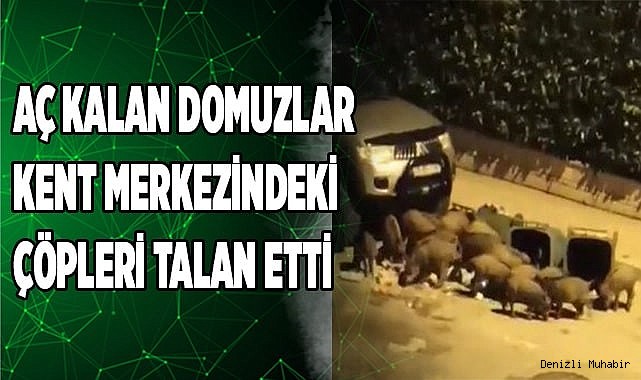 Aç kalan domuzlar kent merkezindeki çöpleri talan etti
