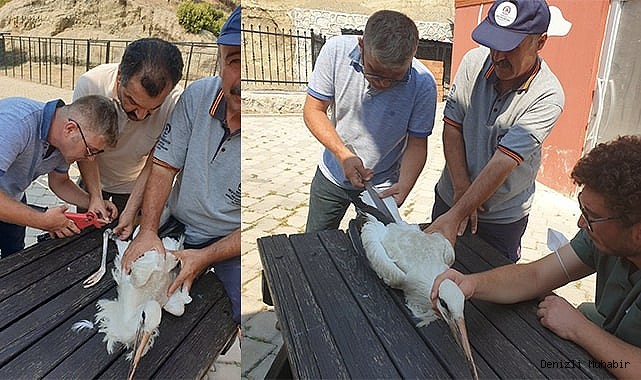 Yaralı leylek tedavisinin ardından özgürlüğe kanat çırptı