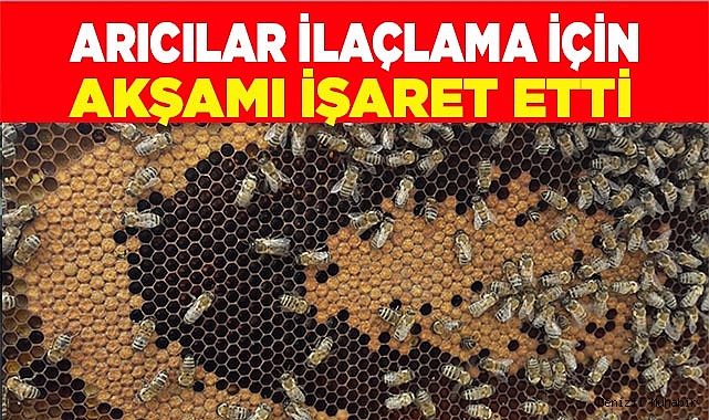 Arıcılar ilaçlama soruna çözüm olarak akşamı işaret etti