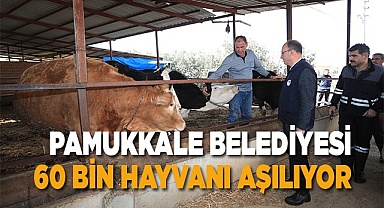 PAMUKKALE BELEDİYESİ 60 BİN HAYVANI AŞILAMAYA BAŞLADI