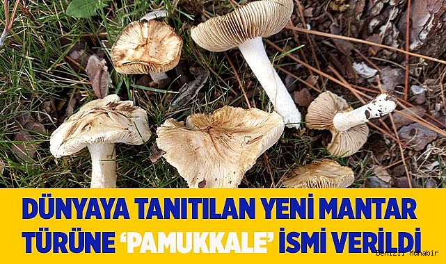 Dünyaya tanıtılan yeni mantar türüne ‘Pamukkale’ ismi verildi
