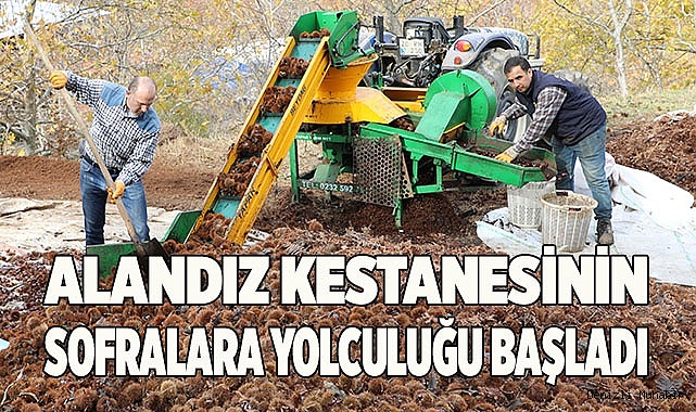 Alandız kestanesinin sofralara yolculuğu başladı