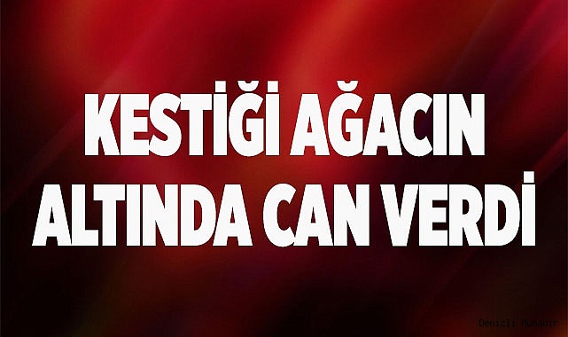 Kestiği ağacın altında can verdi