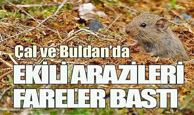 Çal ve Buldan ilçelerinde ekili tarım arazilerini fareler bastı