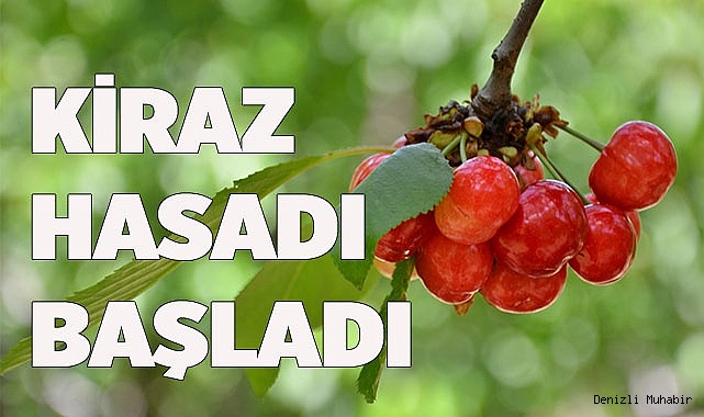 Denizli Honaz’da Erkenci Kiraz Hasadı Başladı