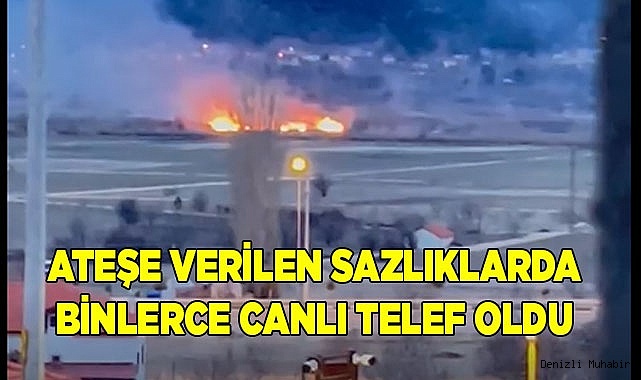 Ateşe verilen sazlıklarda binlerce canlı telef oldu