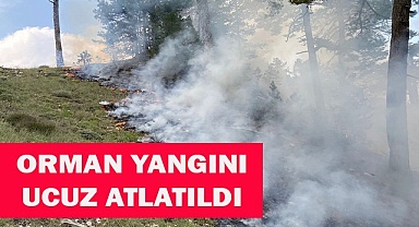 Orman yangını ucuz atlatıldı