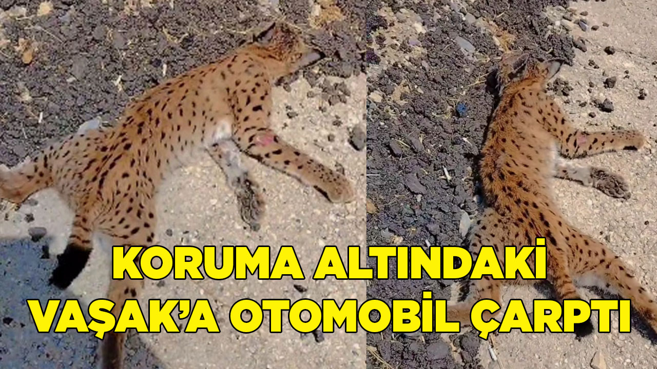 KORUMA ALTINDAKİ VAŞAK ARAÇ ALTINDA KALDI