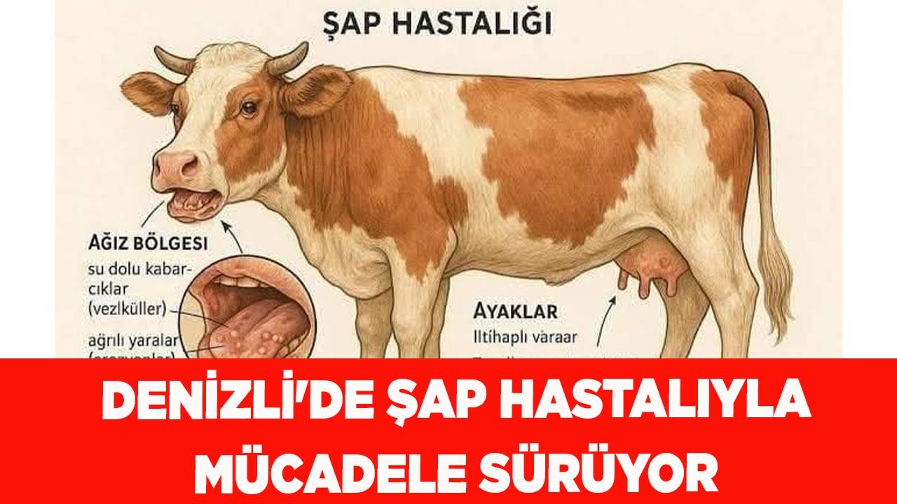 Denizli'de şap hastalıyla mücadele sürüyor