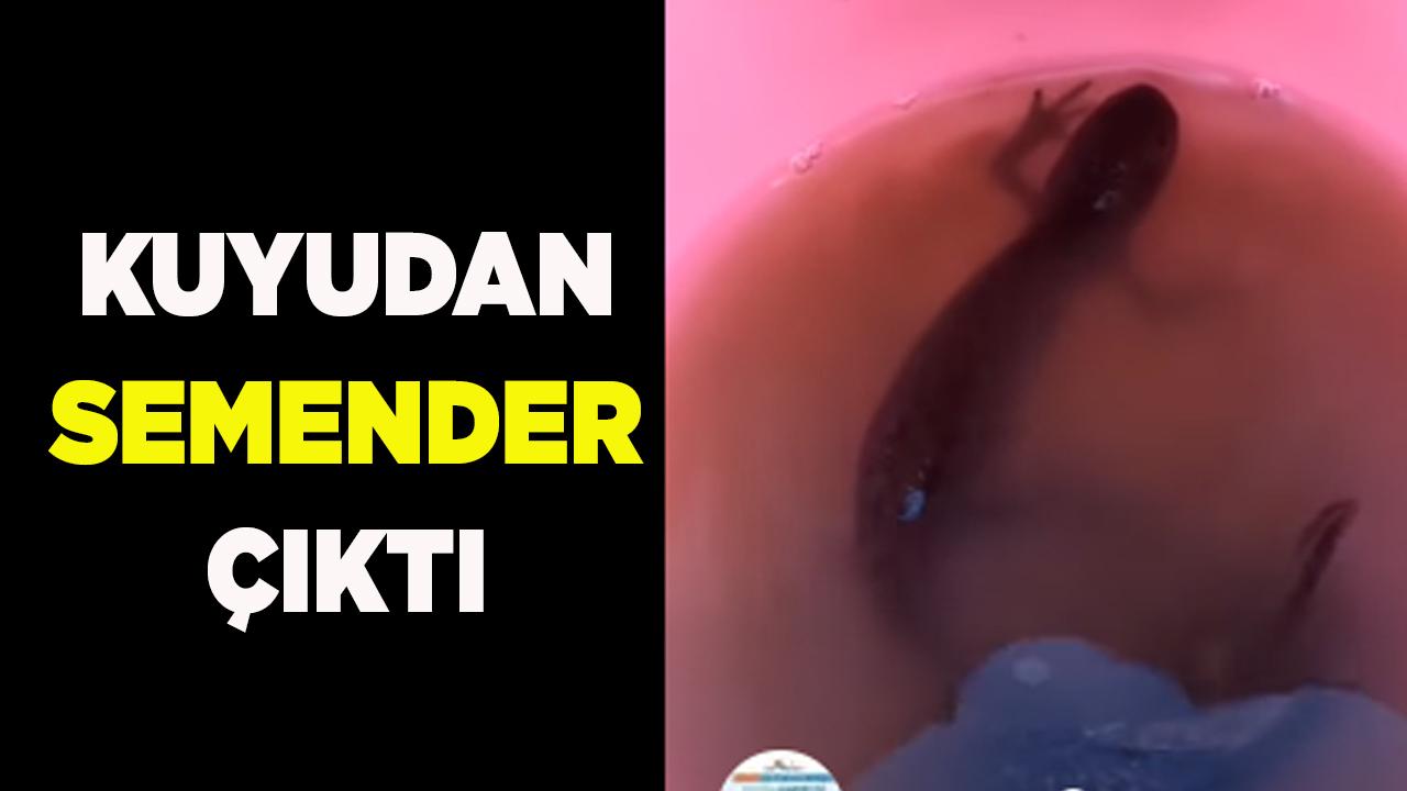 Su çektiği kuyudan semenderler çıktı
