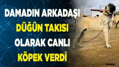 Damada düğün takısı canlı çoban köpeği verdiler