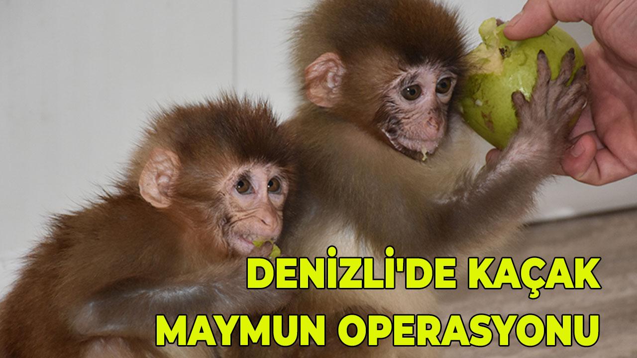 Denizli'de Kaçak Maymun Operasyonu