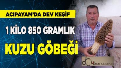 Acıpayam'da Dev Kuzu Göbeği Bulundu