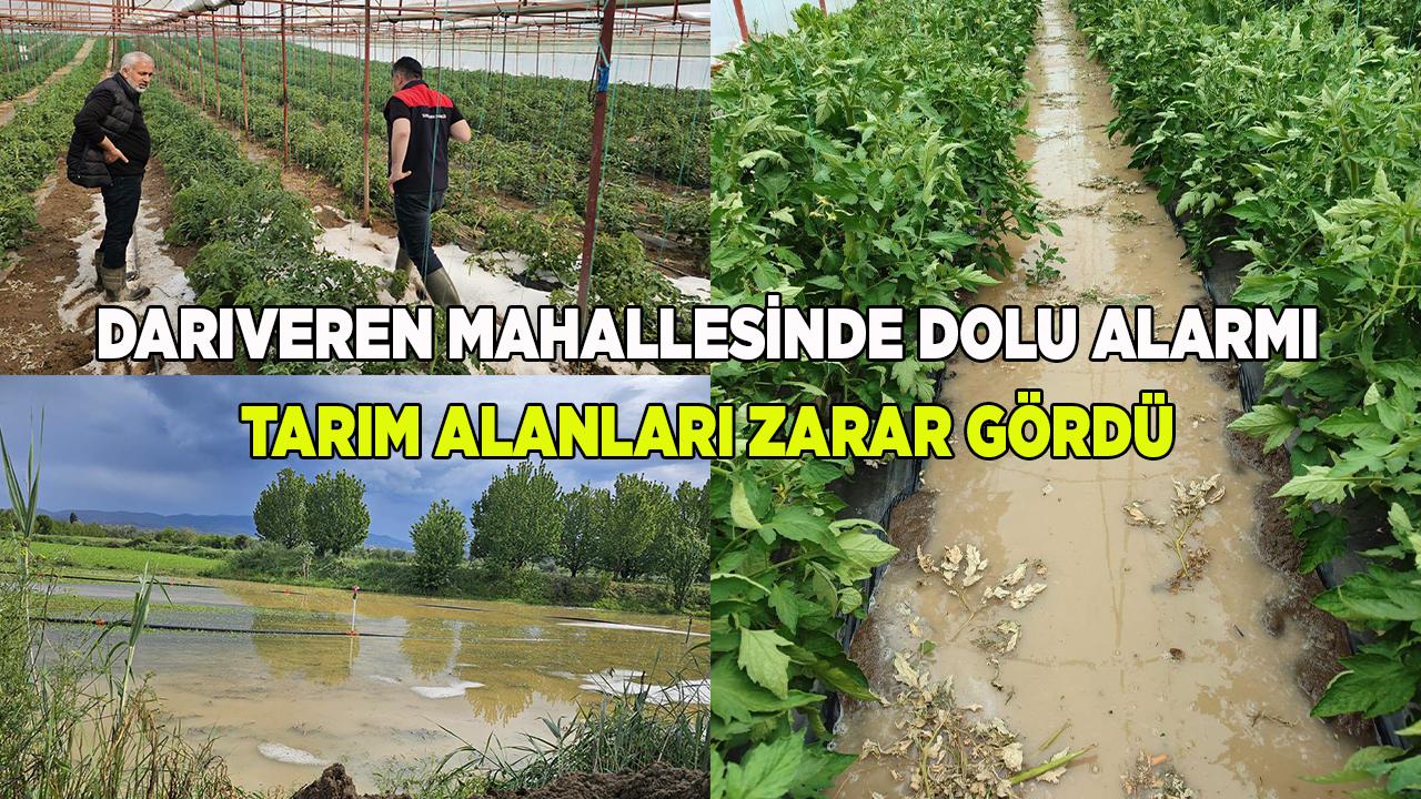 Darıveren Mahallesinde Tarım Alanları Zarar Gördü