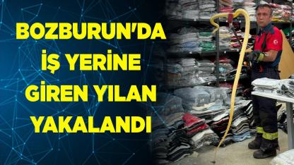 Bozburun'da İş Yerine Giren Yılan Yakalandı