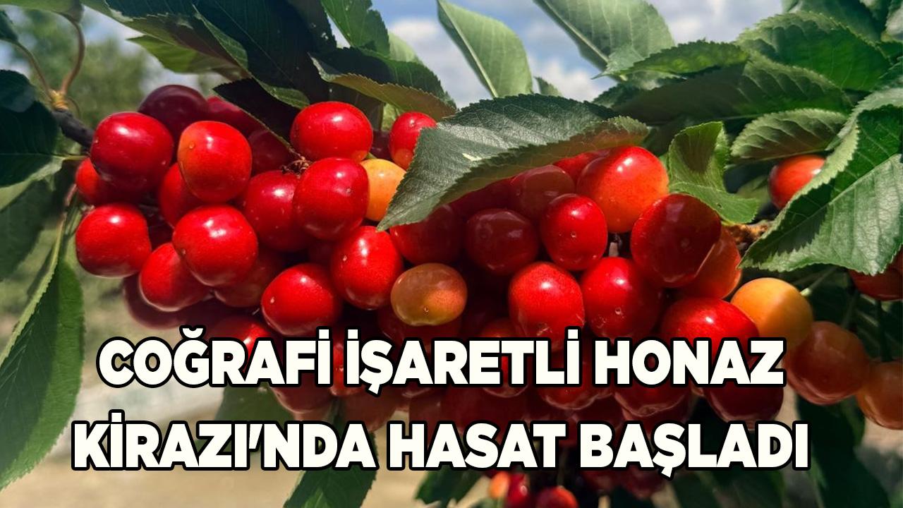 Coğrafi işaretli Honaz Kirazı'nda hasat başladı