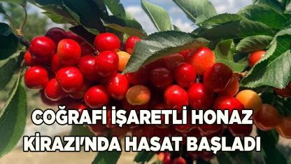 Coğrafi işaretli Honaz Kirazı'nda hasat başladı