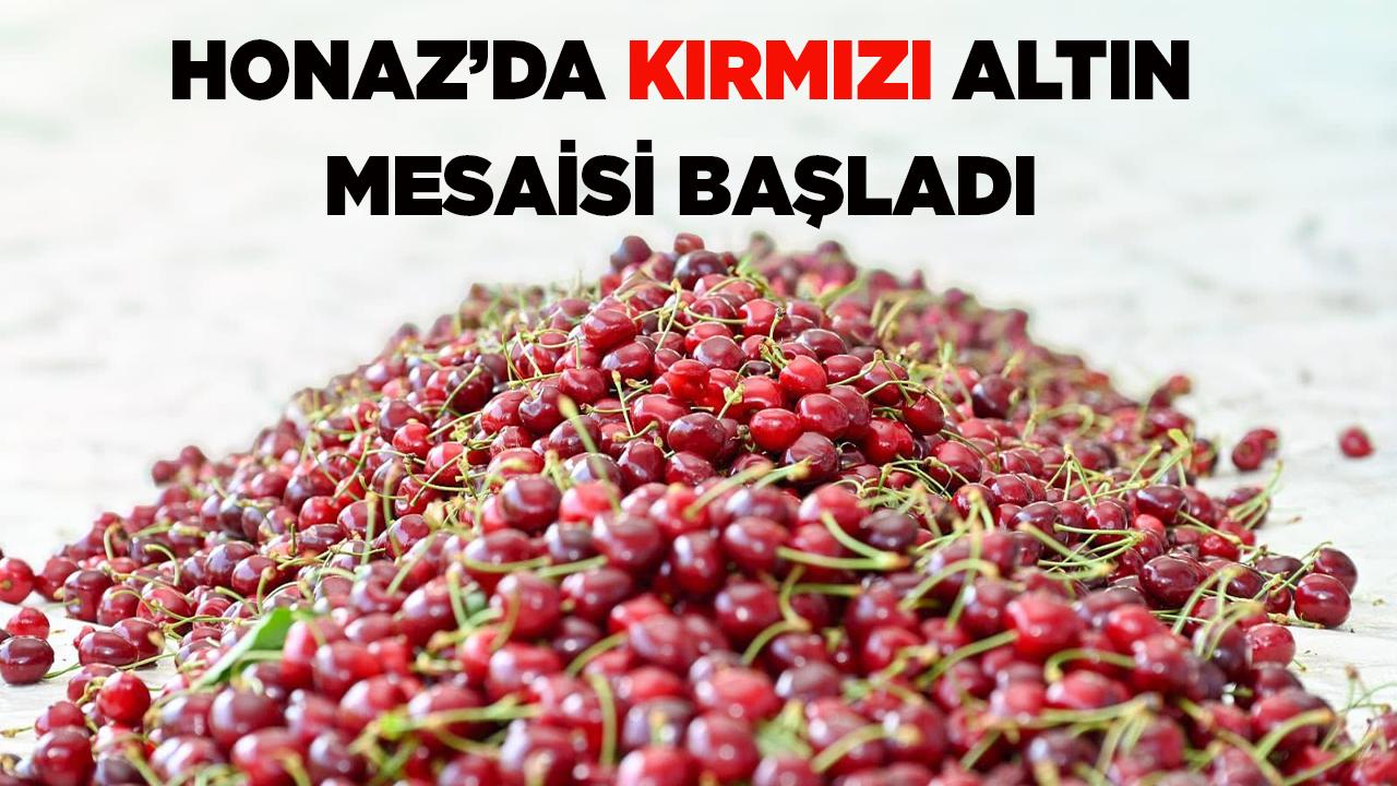 Honaz’da kırmızı altın mesaisi başladı