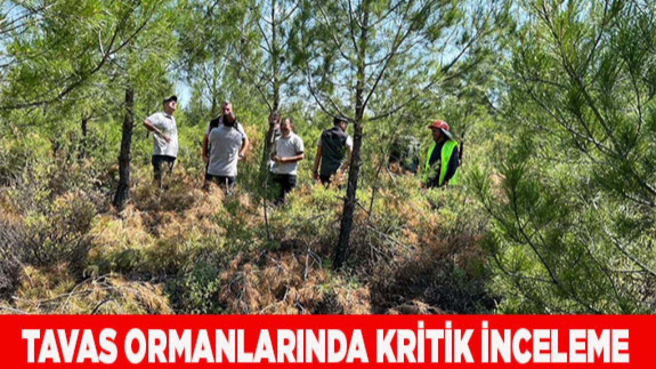 Tavas Ormanlarında Kritik İnceleme
