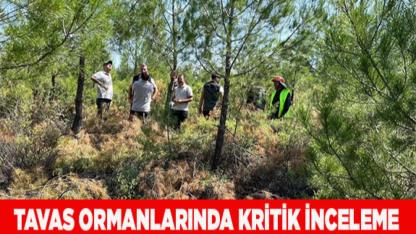 Tavas Ormanlarında Kritik İnceleme