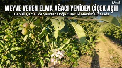 Meyve Veren Elma Ağacı Yeniden Çiçek Açtı