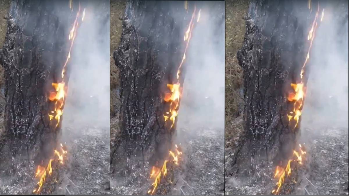 Çameli'de Yıldırım ağacı yaktı
