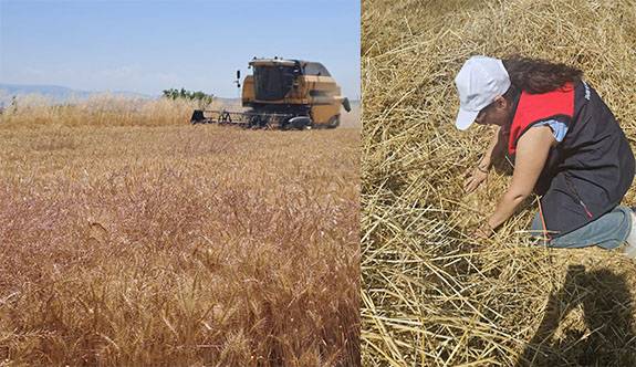 Hasat Döneminde Yangın Alarmı Denetimler Sürüyor