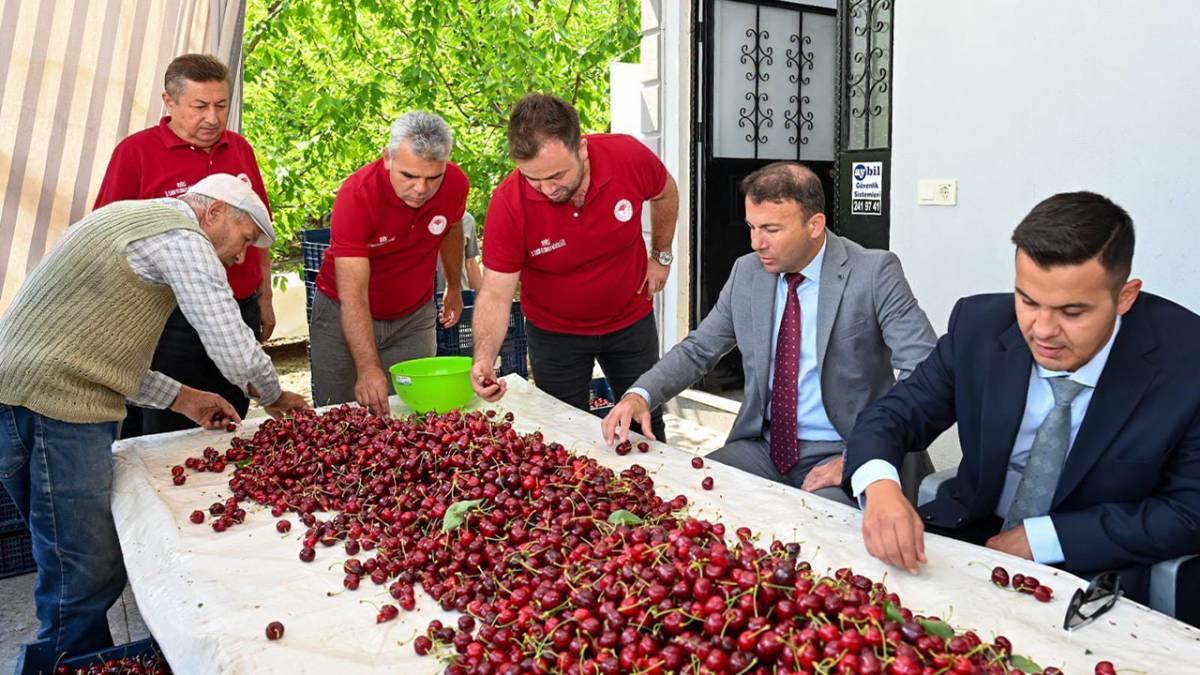 Honaz’da kırmızı altın mesaisi başladı