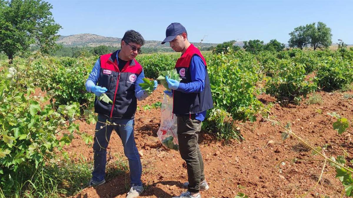 Tarlada Hasat Öncesi Pestisit Denetimi Başladı