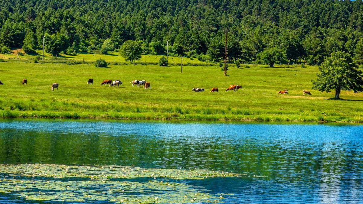 Yangın Önlemleri Piknikçileri Geri Çevirdi