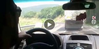 Feci Trafik Kazasından Sağlam Kurtuldu!